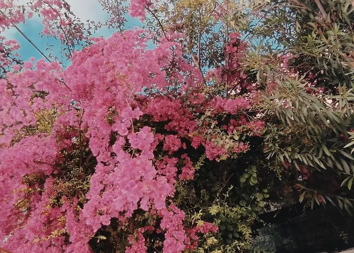 La Casa Rosa Semesterbostad