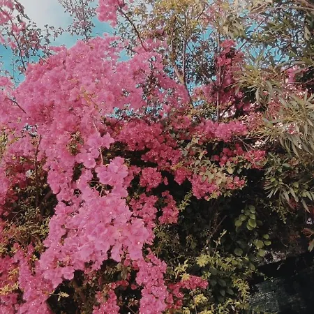 La Casa Rosa 펜션